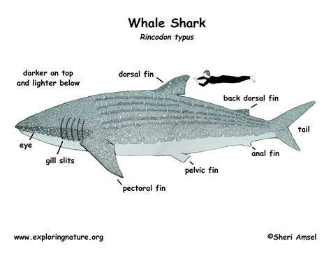 Whale Shark Anatomy