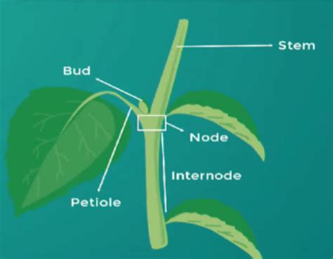 Tricks to Remember Class 11 Examples of Morphology (Botany) | NEET 2023 Biology Exam Preparation