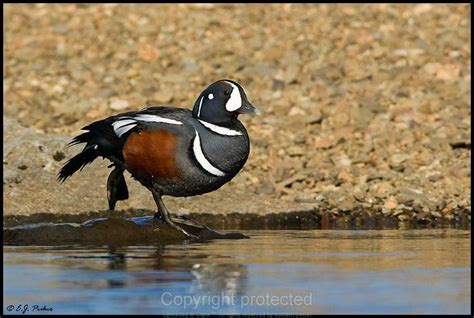 Harlequin Duck male | Duck, Harlequin, Animals