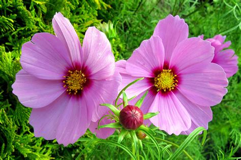 Picture 2 Pink color Flowers Cosmos plant Closeup Flower-bud