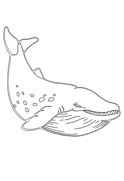 Humpback Whale Coloring Pages Printable Emericenchese - vrogue.co