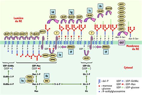 Dolichol-phosphate Mannose Synthase: Structure, Function, 44% OFF