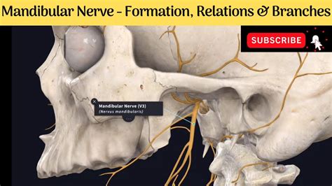 Marginal Mandibular Nerve Anatomy