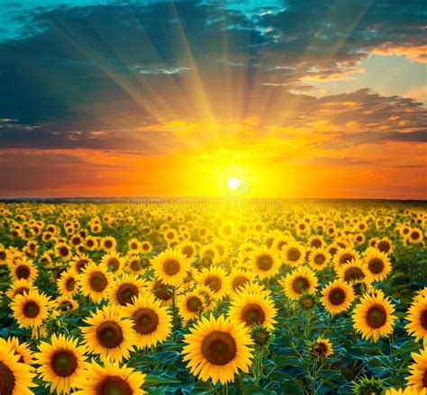 Sunflower fields during sunset. Beautiful composite of a sunrise. Over a field o #Sponsored , # ...