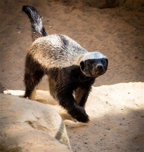 5-Million-Year-Old Honey Badger-Like Animal Discovered