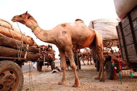 Camel breeds found in India - Native Breed.org