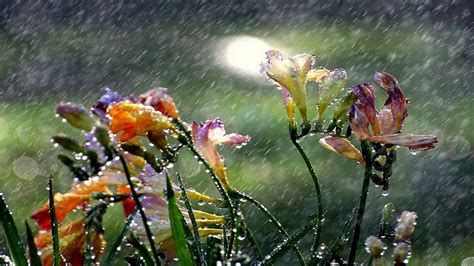 Rainy Day Wallpaper Widescreen - WallpaperSafari