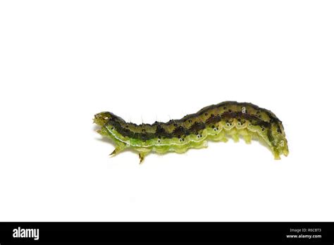 Helicoverpa armigera larvae hi-res stock photography and images - Alamy