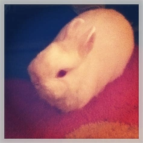 Kate Kreatez!: Cuteness! Meet Snowball, my bunny!