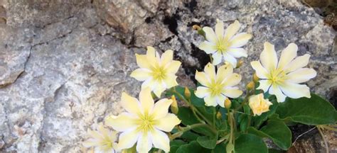 Lewisia (Lewisia) – A to Z Flowers