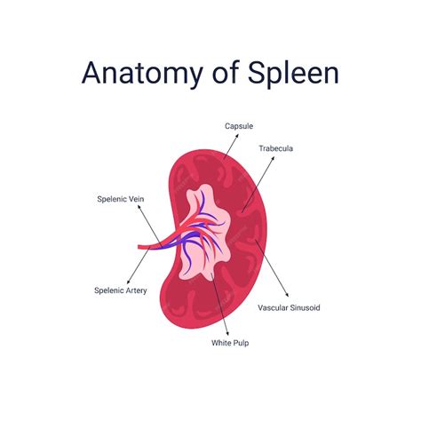 Premium Vector | Human spleen anatomy diagram vector illustration