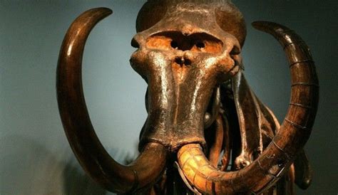 The Woolly Mammoth Genome Project: To Clone Or Not To Clone? | Wooly mammoth, Mammoth, Art projects