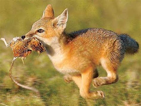 Swift Fox pup prey Can Dogs Eat Oranges, Swift Fox, Fox Pups, Fox And Rabbit, Grey Fox, Wild ...