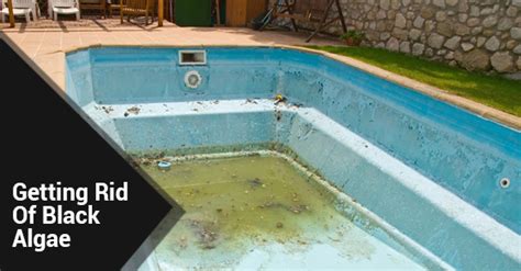 7 Tips To Get Rid Of Black Algae - Ferrari Pools