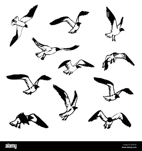 Hand drawn flying seagulls. Black and white illustration sketch. Birds in flight. Seagulls for ...