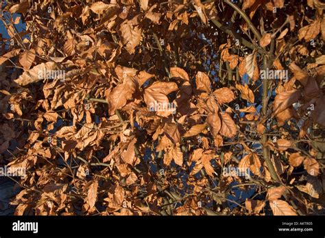 Beech hedge in winter Stock Photo - Alamy