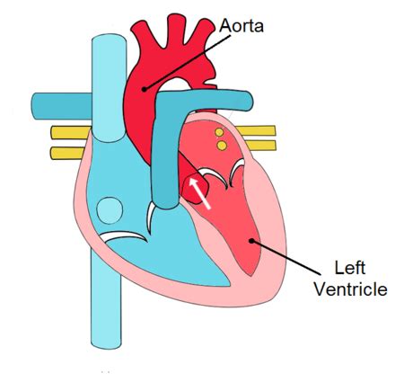 Aortic Semilunar Valve | Location, Structure & Function - Lesson | Study.com