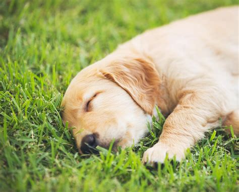 Golden Retrievers Sleeping