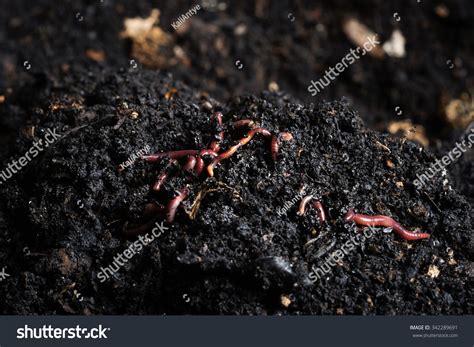 Californian Red Worm On Top Compost Stock Photo 342289691 | Shutterstock