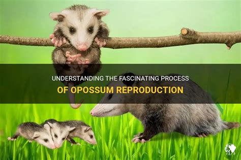 Understanding The Fascinating Process Of Opossum Reproduction | PetShun