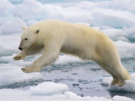 Climate Change and the Arctic - Marine Mammal Commission