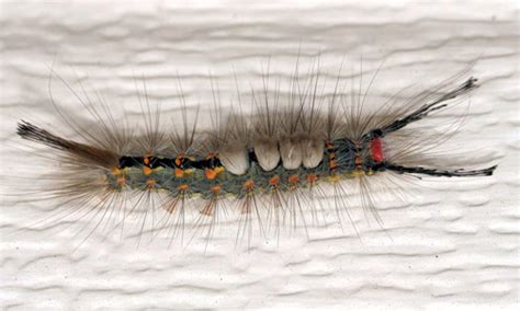 Experts say these caterpillars found in Florida have venomous hairs ...