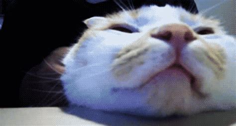 animals funny gif | WiffleGif