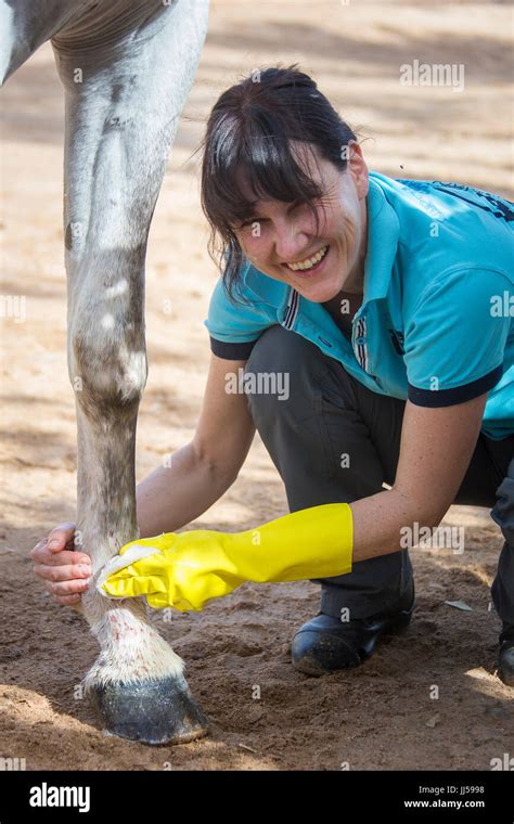 Arabian Horse suffering from mud fever, treatment Stock Photo - Alamy