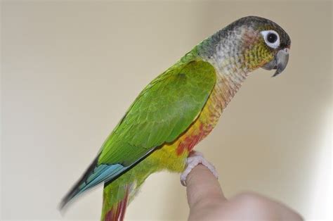 Breeding Green Cheek Conures - Parrot World