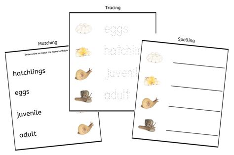 Snail Life Cycle 3-part Cards & Worksheets PDF / Montessori Biology ...