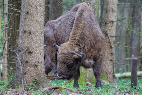 Bison in the Forest in the Bialowieza National Park Stock Image - Image of bonasus, buffalo ...