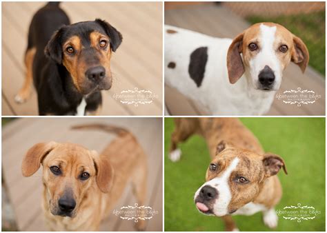 Dogs for adoption at the Wake County SPCA - Raleigh dog photographer - InBetween The Blinks