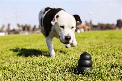 7 Best Dog Anxiety Toys: Toys for Nervous Pups!