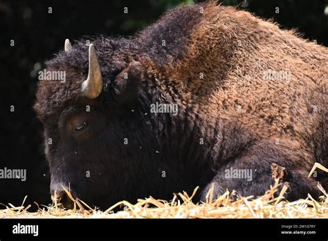 Non Exclusive: An American Bison species seen in its habitat during a species conservation ...