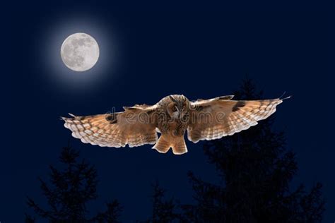 Owl in Flight. Long-eared Owl, Asio Otus, Flying with Widely Spread Wings Over Green Field ...