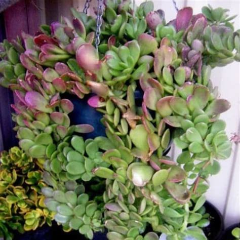 Trailing Jade Succulent Vining Jade Plant Weeping Jade Live - Etsy