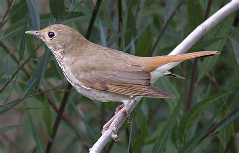 Hermit Thrush | San Diego Bird Spot