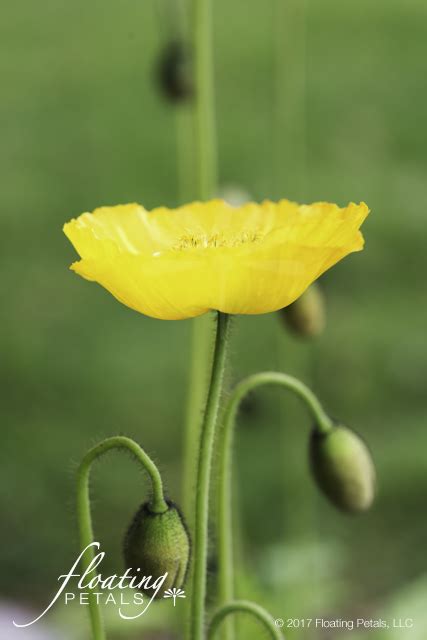 Iceland Poppy | Floating Petals Wednesday's Flower