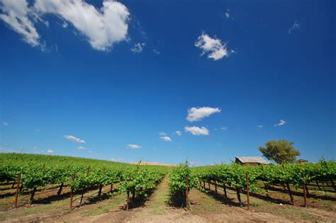 vineyard landscape | Benchmark Consulting