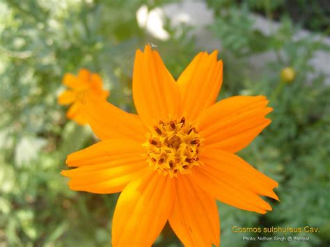 Medicinal Plants: Cosmos sulphureus, Orange cosmos, Yellow cosmos, Kenikir, Klondike Cosmos