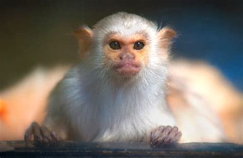 Marmoset - Description, Habitat, Image, Diet, and Interesting Facts