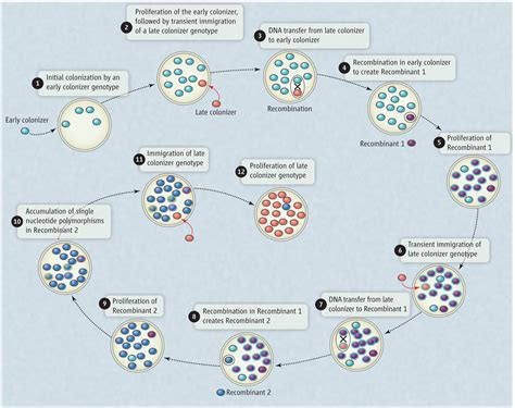 Microbial Evolution in the Wild | Science