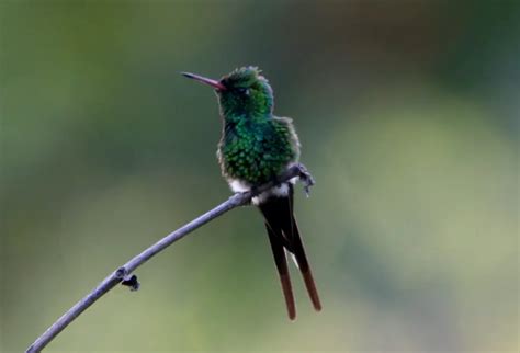 Birds of Paradise in the Botanical Garden - Puerto Vallarta Mexico