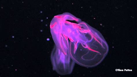 Bioluminescent Jellyfish - YouTube