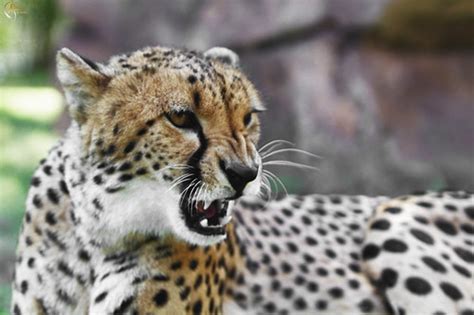 Cheetah Growl | Jesse James Allen | Flickr