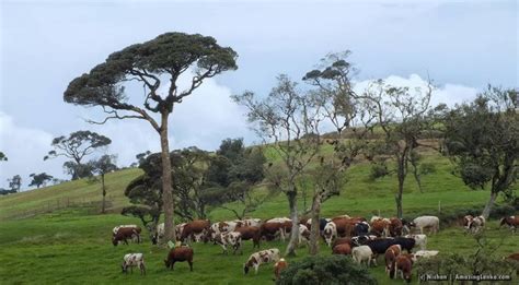 Ambewela New Zealand Farm | AmazingLanka.com