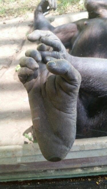 Monkey feet | Animal study, Animal science, Animals