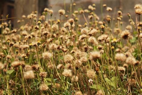 Field Grass Flowers - Free photo on Pixabay - Pixabay