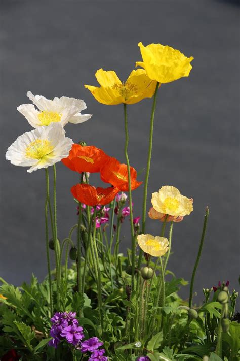 Iceland Poppy Seeds Mixed Color Iceland Poppies x1000 Flower | Etsy Planting Pots, Gardening ...