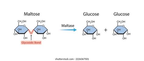 108 Molecular Structure Of The Disaccharide Maltose Stock Vectors ...